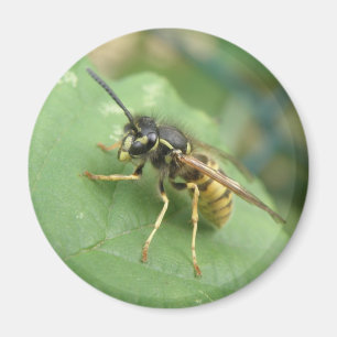 Hoverfly Macro Magnet Magneet