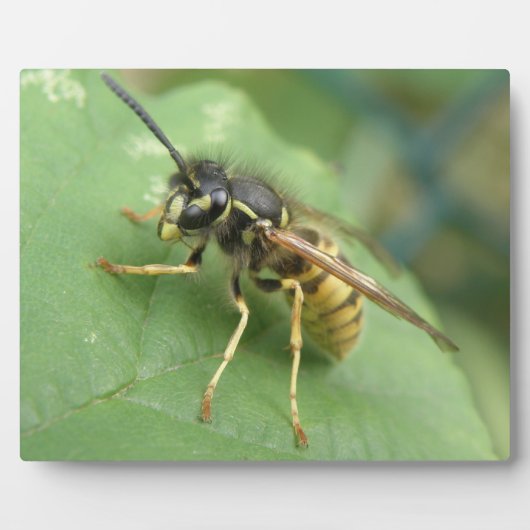 Hoverfly Macro Plaque Fotoplaat (Voorkant)