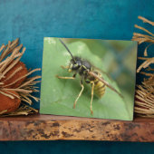 Hoverfly Macro Plaque Fotoplaat (Zijkant)