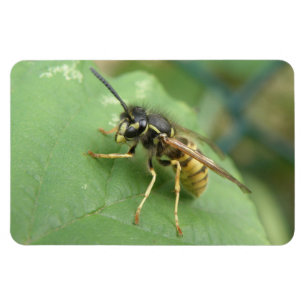 Hoverfly Macro Premium Magnet Magneet