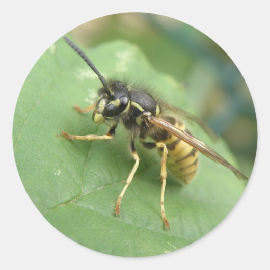 Hoverfly Macro-Stickers Ronde Sticker (Voorkant)