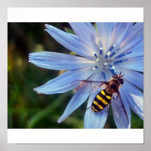 hoverfly on blue poster (Voorkant)