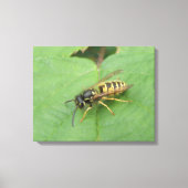 Hoverfly op een Leaf Canvas Print (Voorkant)