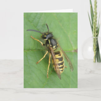 Hoverfly op een Leaf Wenskaart Kaart