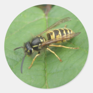 Hoverfly op een leder-stickers ronde sticker