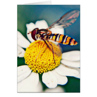 Hoverfly se réveillant