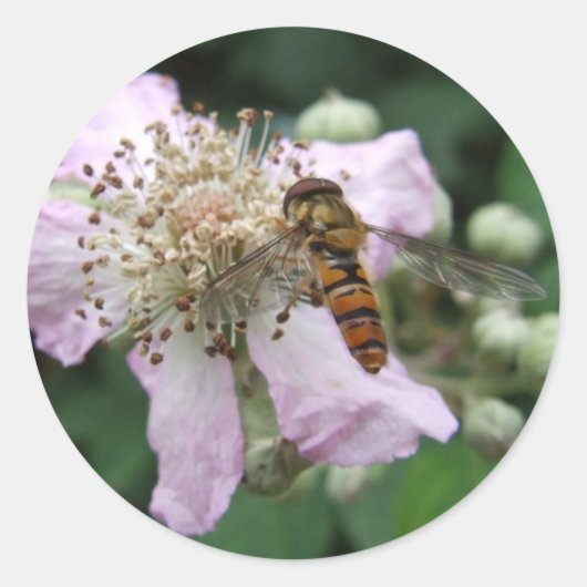 Hoverfly Stickers (Voorkant)