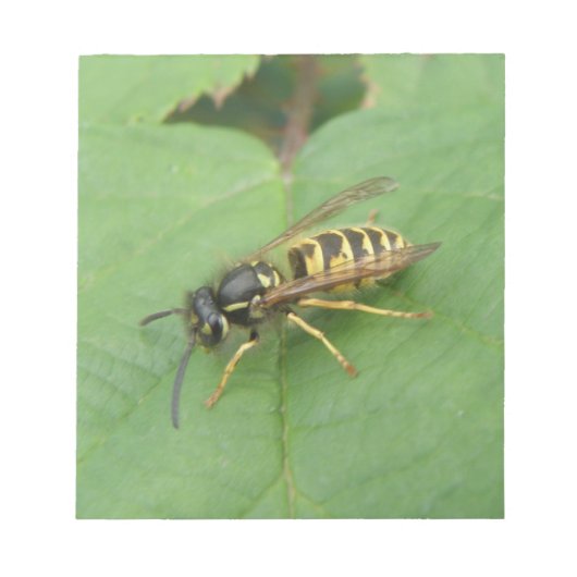Hoverfly sur un bloc-notes feuille (Devant)