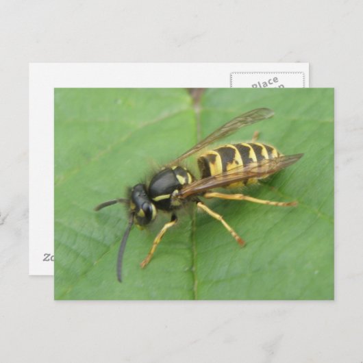Hoverfly sur une carte postale feuille (Devant / Derrière)