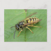 Hoverfly sur une carte postale feuille (Devant)