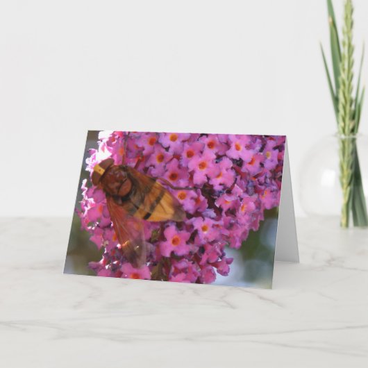 Hoverfly-Wenskaart Kaart (Voorkant)