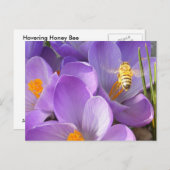 Hovering Bee ~ carte postale (Devant / Derrière)