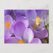 Hovering Bee ~ carte postale (Devant)