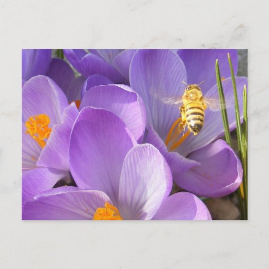 Hovering Bee ~ carte postale (Devant)