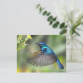 Hovering Blue Hummingbird Briefkaart (Staand voorkant)