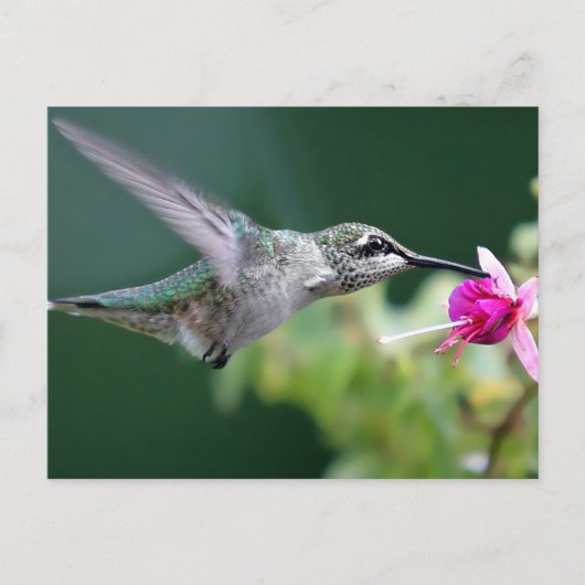Hovering Briefkaart (Voorkant)