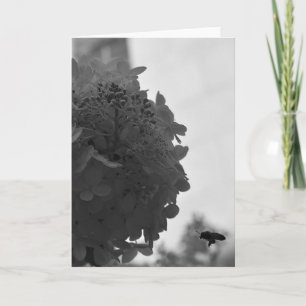 Hovering Honey Bee, carte