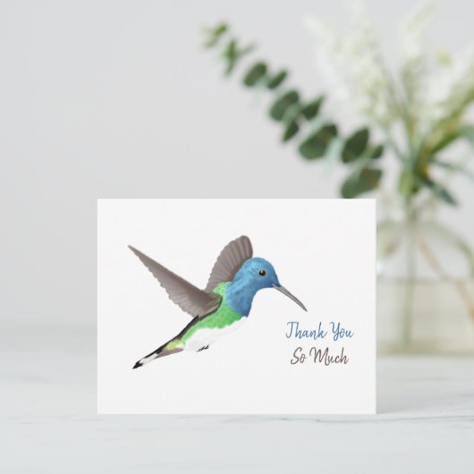 Hovering Jacobin Hummingbird - transparent. Merci (Debout devant)