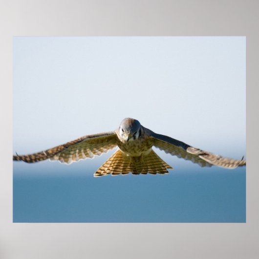 Hovering Kestrel Poster (Voorkant)