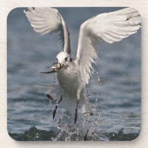 Hovering Kittiwake Bier Onderzetter