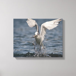 Hovering Kittiwake Canvas Afdruk
