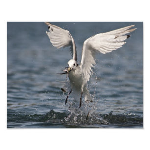 Hovering Kittiwake Foto Afdruk