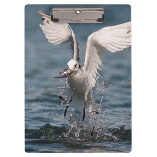 Hovering Kittiwake Klembord (Voorkant)