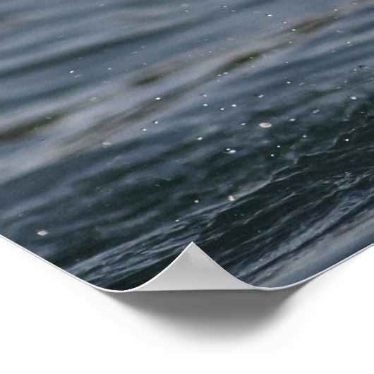 Hovering Kittiwake Poster (Hoek)