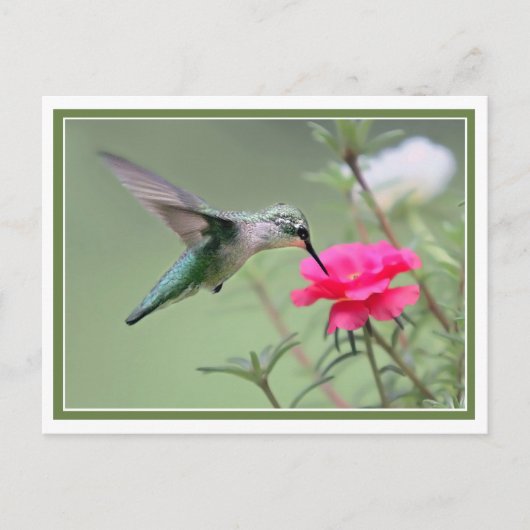 Hovering Lunch Briefkaart (Voorkant)