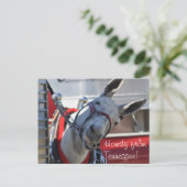 Howdy de la carte postale Tennessee Mule (Debout devant)