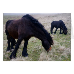 Howgillhounds Fell Ponies