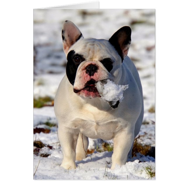 Howgillhounds French Bulldog Susan (Devant)
