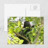 Howler Monkey in het Oerwoud Foto Briefkaart (Voorkant / Achterkant)