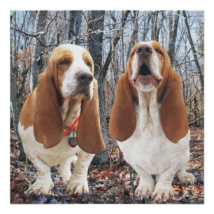 Howling Basset Hound Woodland Poster Perfect Poster