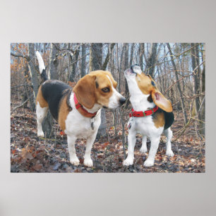 Howling Beagle & Beagle Buddy in Bossen Poster