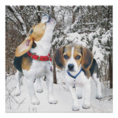 Howling Beagle Pup & Beagle Buddy Poster Perfect Poster (Voorkant)