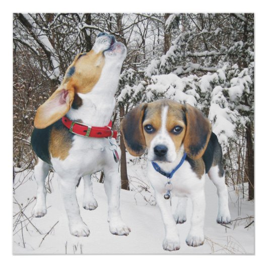 Howling Beagle Pup & Beagle Buddy Poster Perfect Poster (Voorkant)