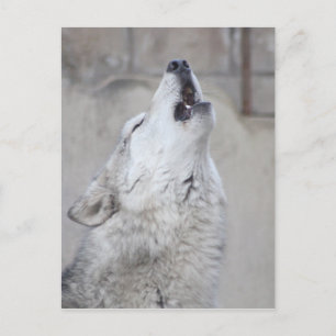 Howling Gray Wolf Briefkaart