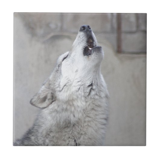 Howling Gray Wolf Tegeltje (Voorkant)