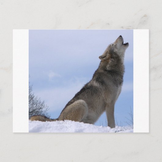 Howling Wolf Briefkaart (Voorkant)
