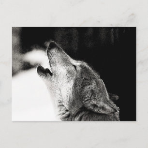 Howling Wolf Briefkaart