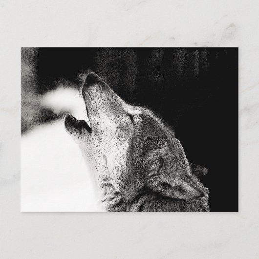 Howling Wolf Briefkaart (Voorkant)