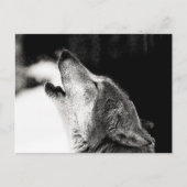 Howling Wolf Briefkaart (Voorkant)