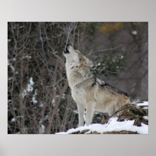 Howling Wolf in Winter Poster