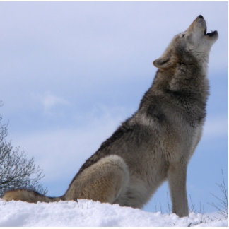 Howling Wolf Staand Fotobeeldje