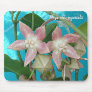 Hoya aff. imperialis MousePad Muismat