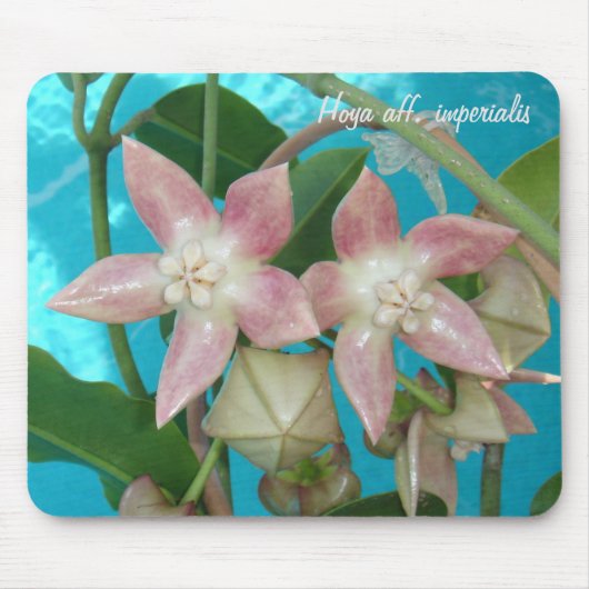 Hoya aff. imperialis MousePad Muismat (Voorkant)