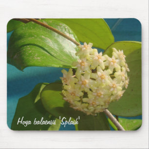 Hoya balaensis "Splash" MousePad Muismat