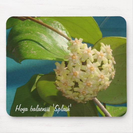 Hoya balaensis "Splash" MousePad Muismat (Voorkant)