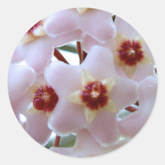 Hoya carnosa bloem ronde sticker